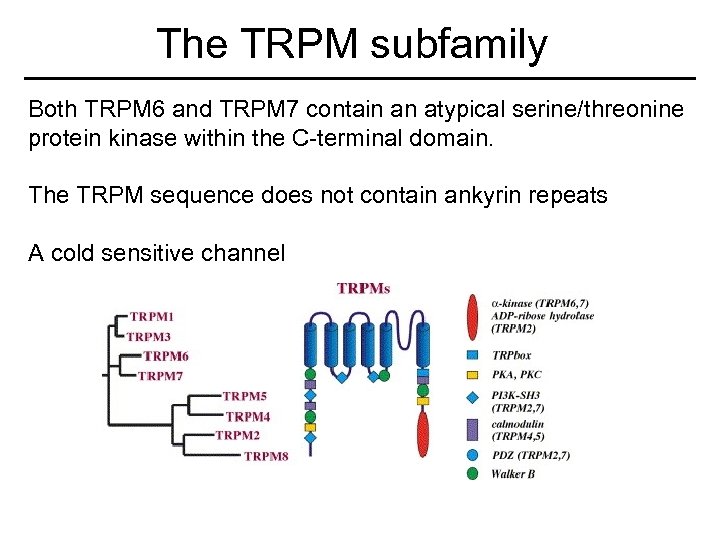 The TRPM subfamily Both TRPM 6 and TRPM 7 contain an atypical serine/threonine protein