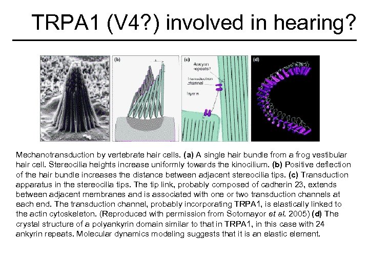 TRPA 1 (V 4? ) involved in hearing? Mechanotransduction by vertebrate hair cells. (a)