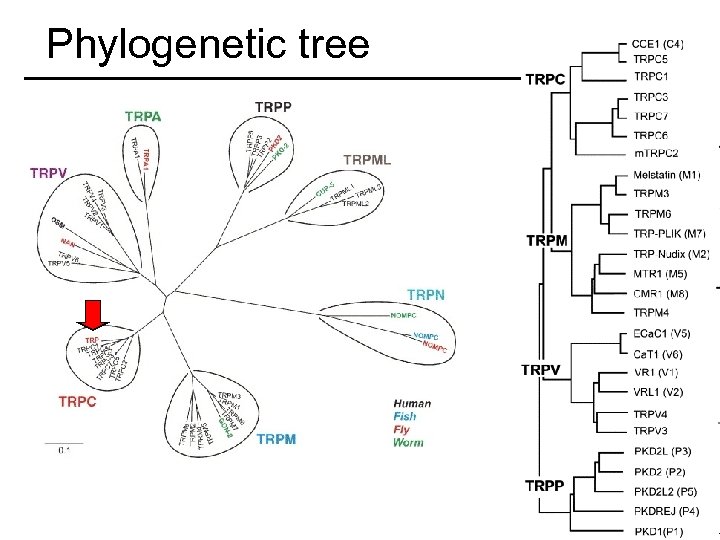 Phylogenetic tree 