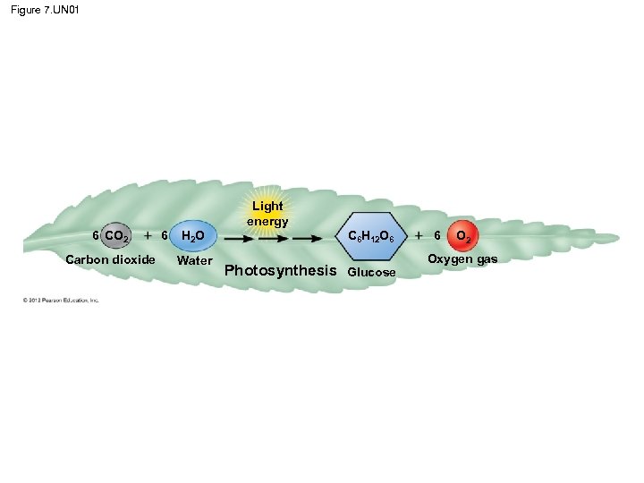 Figure 7. UN 01 Light energy 6 CO 2 Carbon dioxide 6 H 2