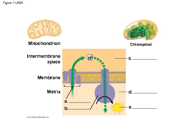 Figure 7. UN 03 Mitochondrion Chloroplast Intermembrane space H c. Membrane Matrix d. a.