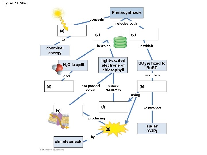 Figure 7. UN 04 Photosynthesis converts includes both (a) (c) (b) to in which
