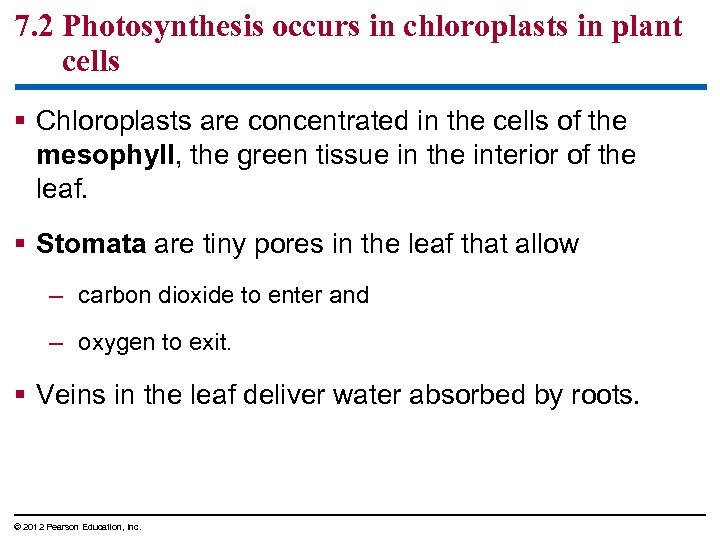 7. 2 Photosynthesis occurs in chloroplasts in plant cells § Chloroplasts are concentrated in