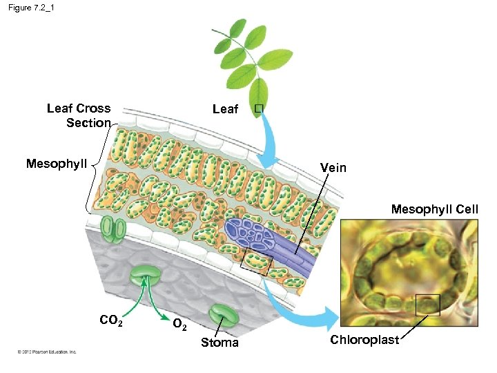 Figure 7. 2_1 Leaf Cross Section Leaf Mesophyll Vein Mesophyll Cell CO 2 Stoma