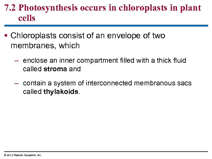 7. 2 Photosynthesis occurs in chloroplasts in plant cells § Chloroplasts consist of an
