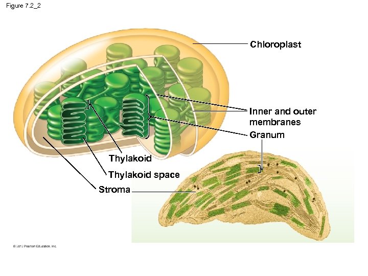 Figure 7. 2_2 Chloroplast Inner and outer membranes Granum Thylakoid space Stroma 