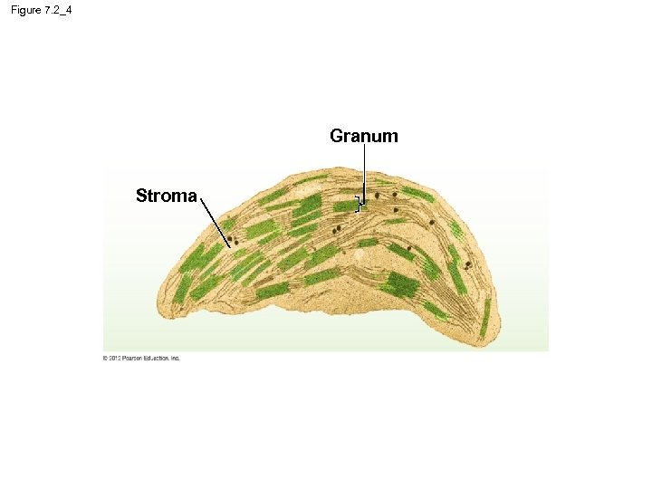 Figure 7. 2_4 Granum Stroma 