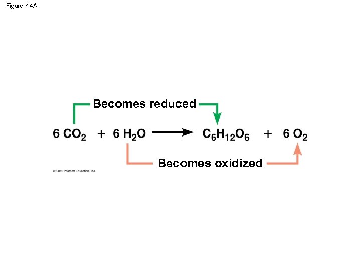 Figure 7. 4 A Becomes reduced Becomes oxidized 