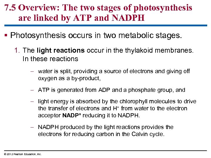 7. 5 Overview: The two stages of photosynthesis are linked by ATP and NADPH