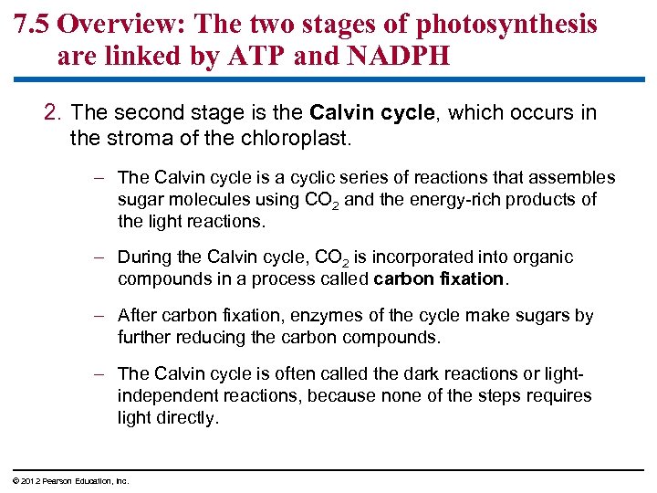 7. 5 Overview: The two stages of photosynthesis are linked by ATP and NADPH