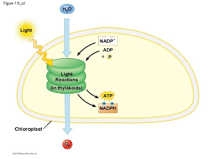 Figure 7. 5_s 2 H 2 O Light NADP+ ADP P Light Reactions (in
