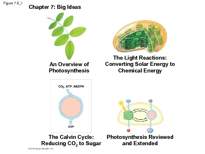 Figure 7. 0_1 Chapter 7: Big Ideas An Overview of Photosynthesis The Calvin Cycle: