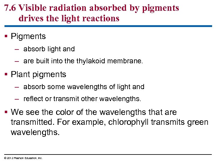 7. 6 Visible radiation absorbed by pigments drives the light reactions § Pigments –