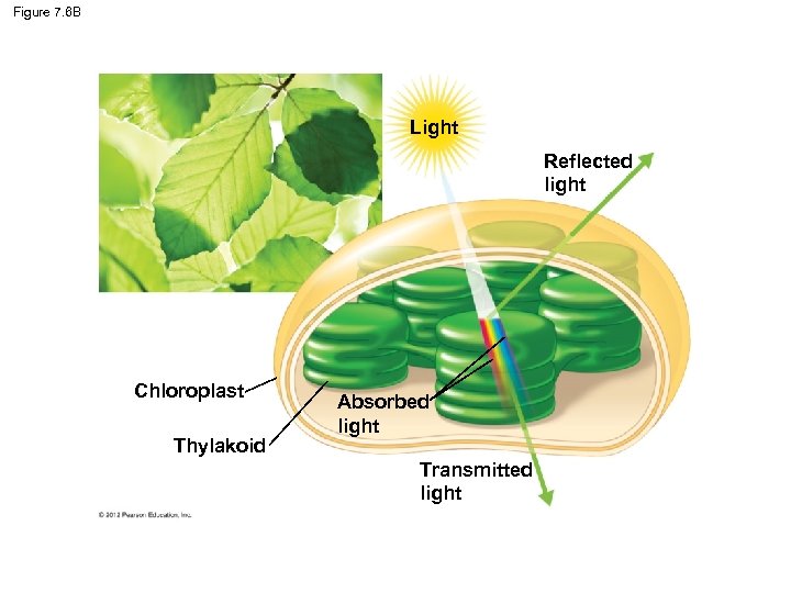 Figure 7. 6 B Light Reflected light Chloroplast Thylakoid Absorbed light Transmitted light 