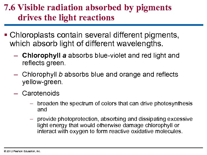 7. 6 Visible radiation absorbed by pigments drives the light reactions § Chloroplasts contain