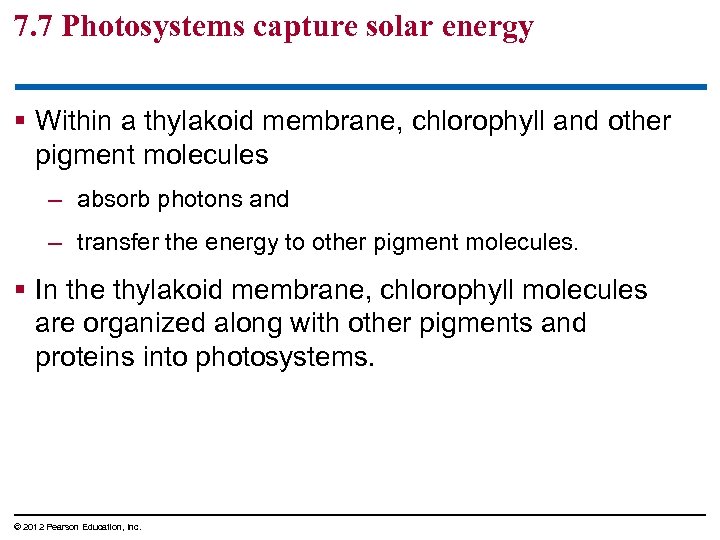 7. 7 Photosystems capture solar energy § Within a thylakoid membrane, chlorophyll and other