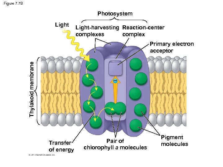 Figure 7. 7 B Photosystem Light-harvesting Reaction-center complexes complex Thylakoid membrane Primary electron acceptor