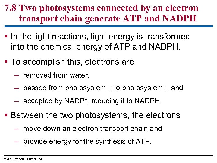 7. 8 Two photosystems connected by an electron transport chain generate ATP and NADPH