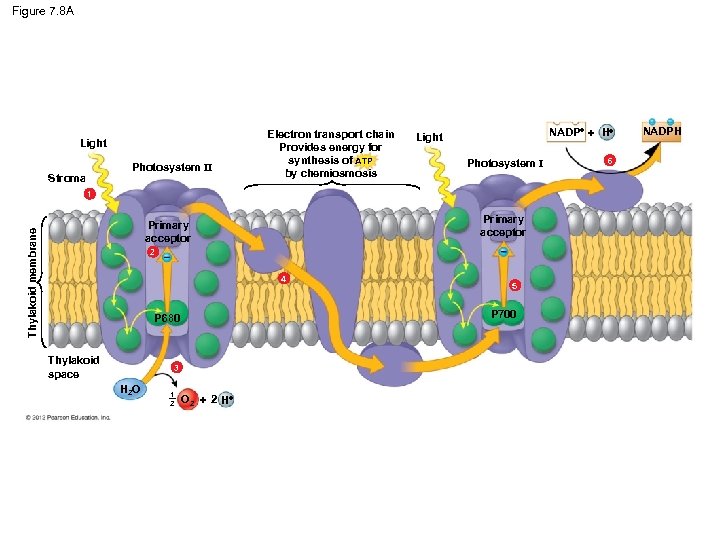 Figure 7. 8 A Light Photosystem II Stroma Electron transport chain Provides energy for