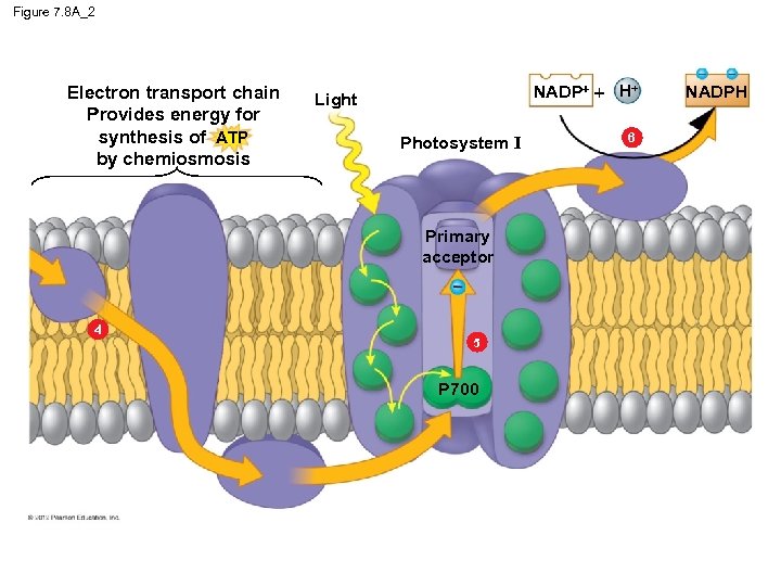 Figure 7. 8 A_2 Electron transport chain Provides energy for synthesis of ATP by