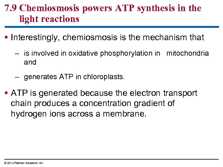 7. 9 Chemiosmosis powers ATP synthesis in the light reactions § Interestingly, chemiosmosis is