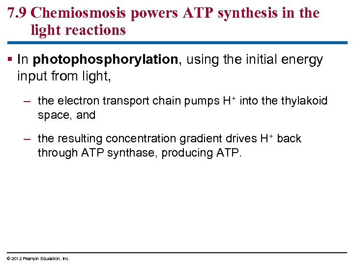 7. 9 Chemiosmosis powers ATP synthesis in the light reactions § In photophosphorylation, using