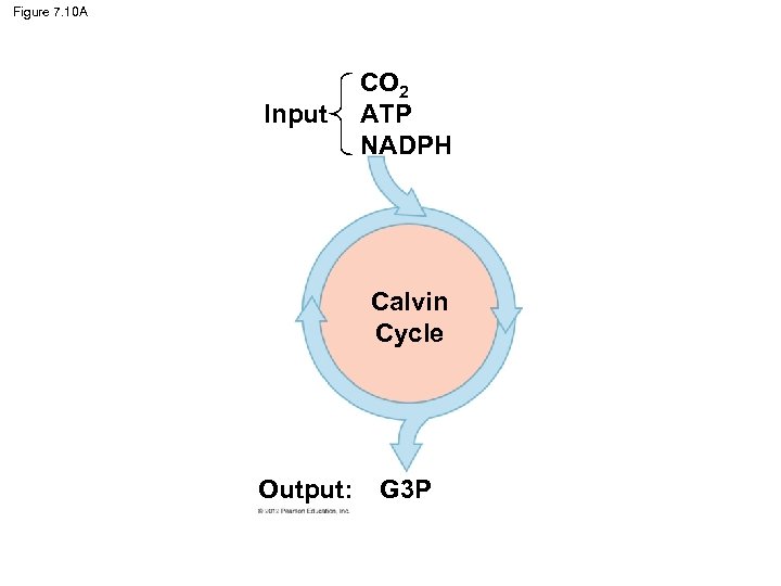 Figure 7. 10 A Input CO 2 ATP NADPH Calvin Cycle Output: G 3