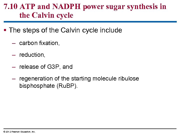 7. 10 ATP and NADPH power sugar synthesis in the Calvin cycle § The