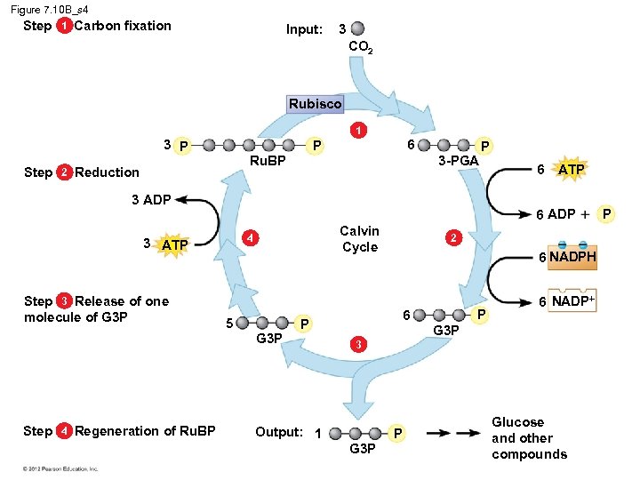Figure 7. 10 B_s 4 Step 1 Carbon fixation Input: 3 CO 2 Rubisco