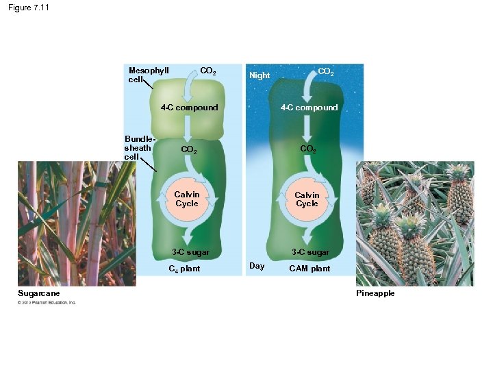 Figure 7. 11 Mesophyll cell CO 2 Night 4 -C compound CO 2 Calvin