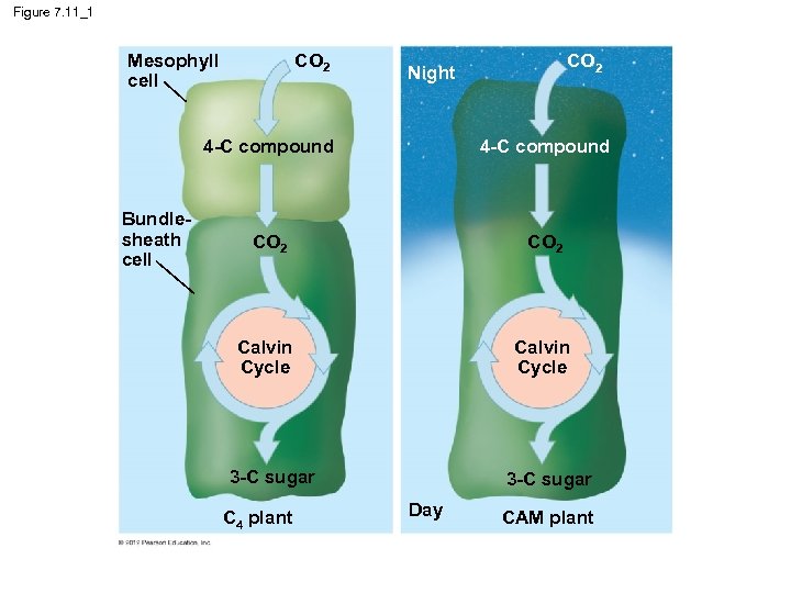 Figure 7. 11_1 Mesophyll cell CO 2 Night 4 -C compound Bundlesheath cell 4