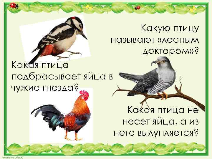 Какую птицу называют «лесным доктором» ? Какая птица подбрасывает яйца в чужие гнезда? Какая