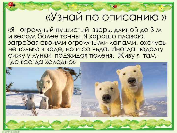  «Узнай по описанию » «Я –огромный пушистый зверь, длиной до 3 м и