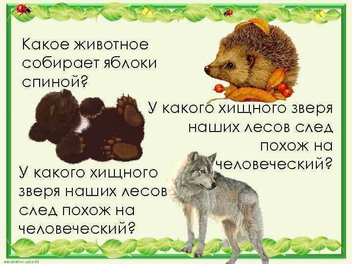 Какое животное собирает яблоки спиной? У какого хищного зверя наших лесов след похож на