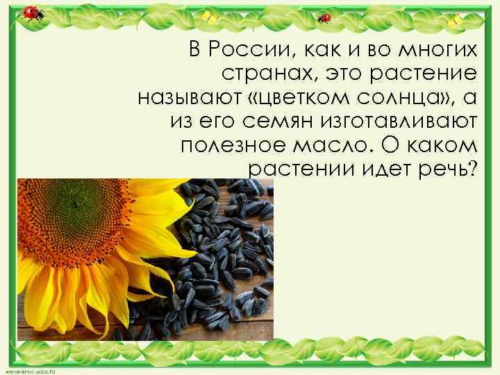 В России, как и во многих странах, это растение называют «цветком солнца» , а