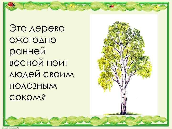 Это дерево ежегодно ранней весной поит людей своим полезным соком? 