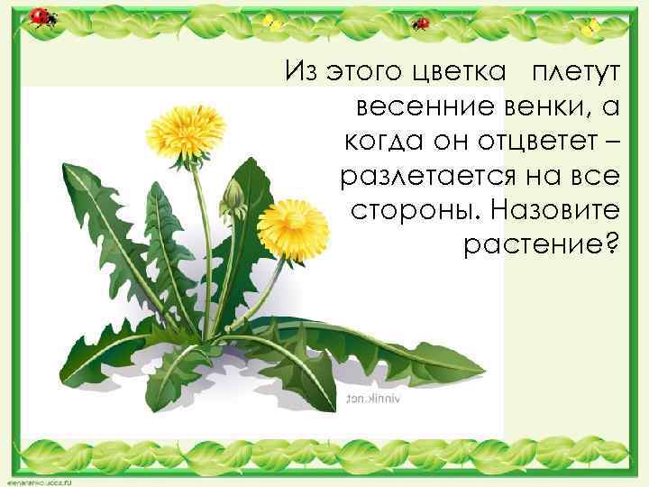 Из этого цветка плетут весенние венки, а когда он отцветет – разлетается на все