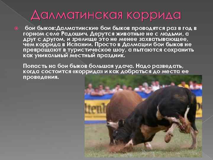 Далматинская коррида бои быков: Далматинские бои быков проводятся раз в год в горном селе
