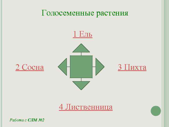 Голосеменные растения 1 Ель 2 Сосна 3 Пихта 4 Лиственница Работа с СЛМ №