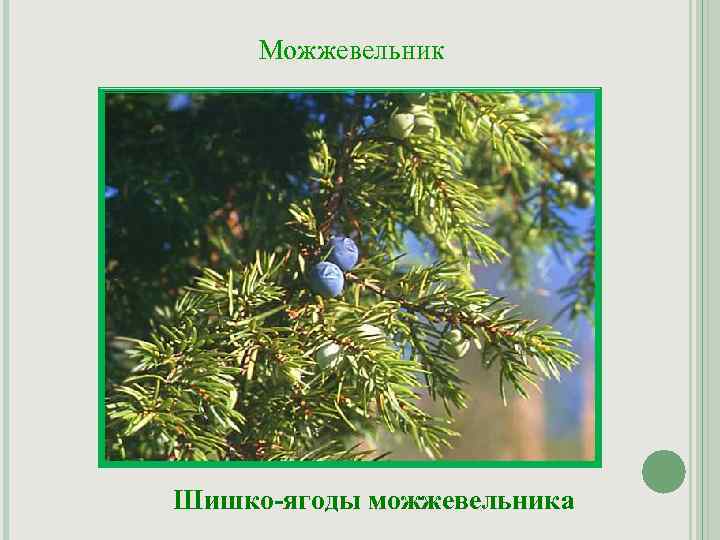 Можжевельник Шишко-ягоды можжевельника 