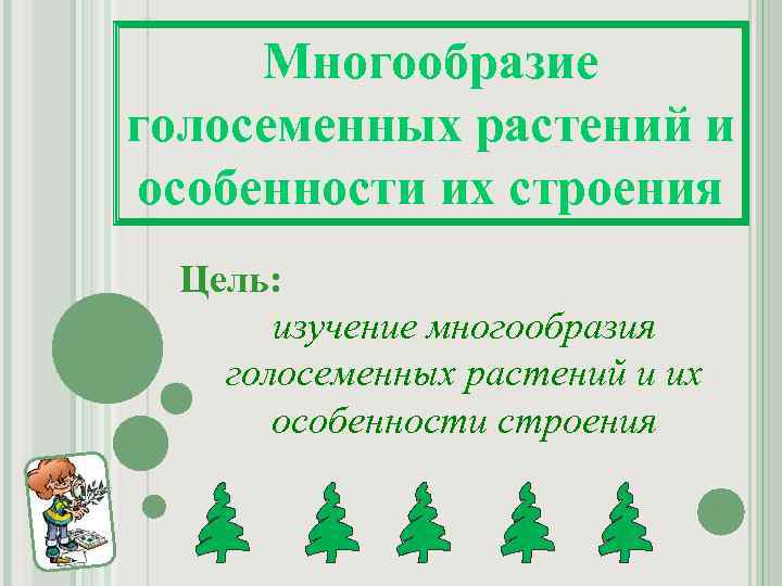 Многообразие голосеменных растений и особенности их строения Цель: изучение многообразия голосеменных растений и их