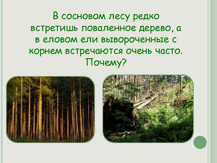 Что является лесом. Растения елового и соснового леса и особенности их строения. Сосновый лес структура. Поставщики энергии в Сосновом лесу. Основной поставщик энергии в Сосновом лесу.