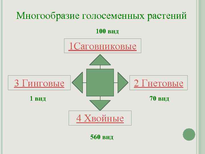 Многообразие голосеменных растений 100 вид 1 Саговниковые 3 Гинговые 2 Гнетовые 1 вид 70