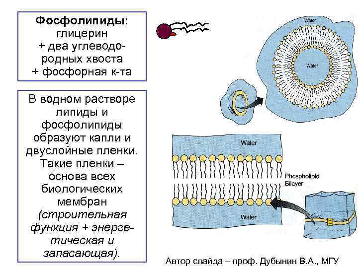 Фосфолипиды: глицерин + два углеводородных хвоста + фосфорная к-та В водном растворе липиды и