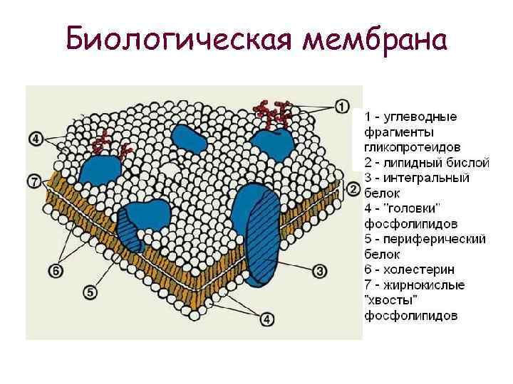 Биологическая мембрана 