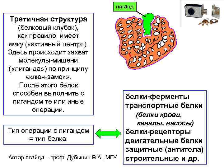 лиганд Третичная структура (белковый клубок), как правило, имеет ямку ( «активный центр» ). Здесь