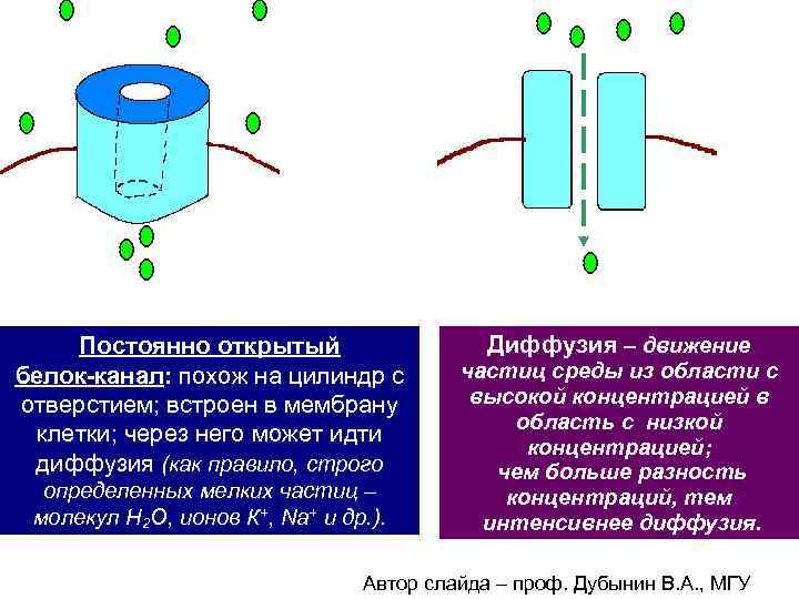 3 Постоянно открытый белок-канал: похож на цилиндр с отверстием; встроен в мембрану клетки; через