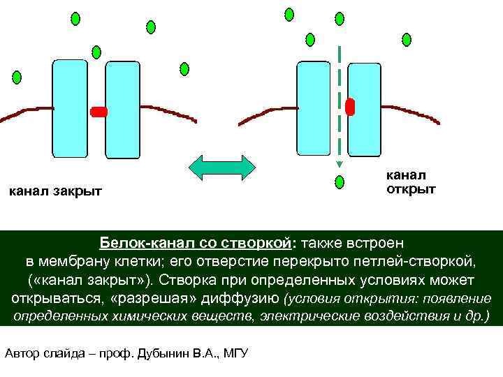 канал закрыт канал открыт Белок-канал со створкой: также встроен в мембрану клетки; его отверстие