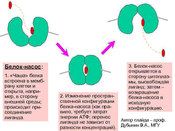 Белок-насос: 1. «Чаша» белка встроена в мембрану клетки и открыта, например, в сторону внешней