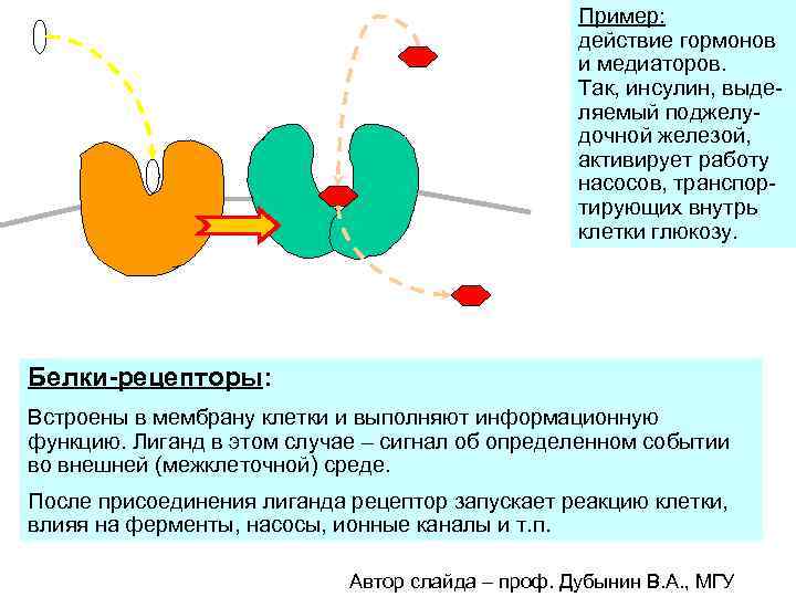 инсулин глюкоза Пример: действие гормонов и медиаторов. Так, инсулин, выделяемый поджелудочной железой, активирует работу